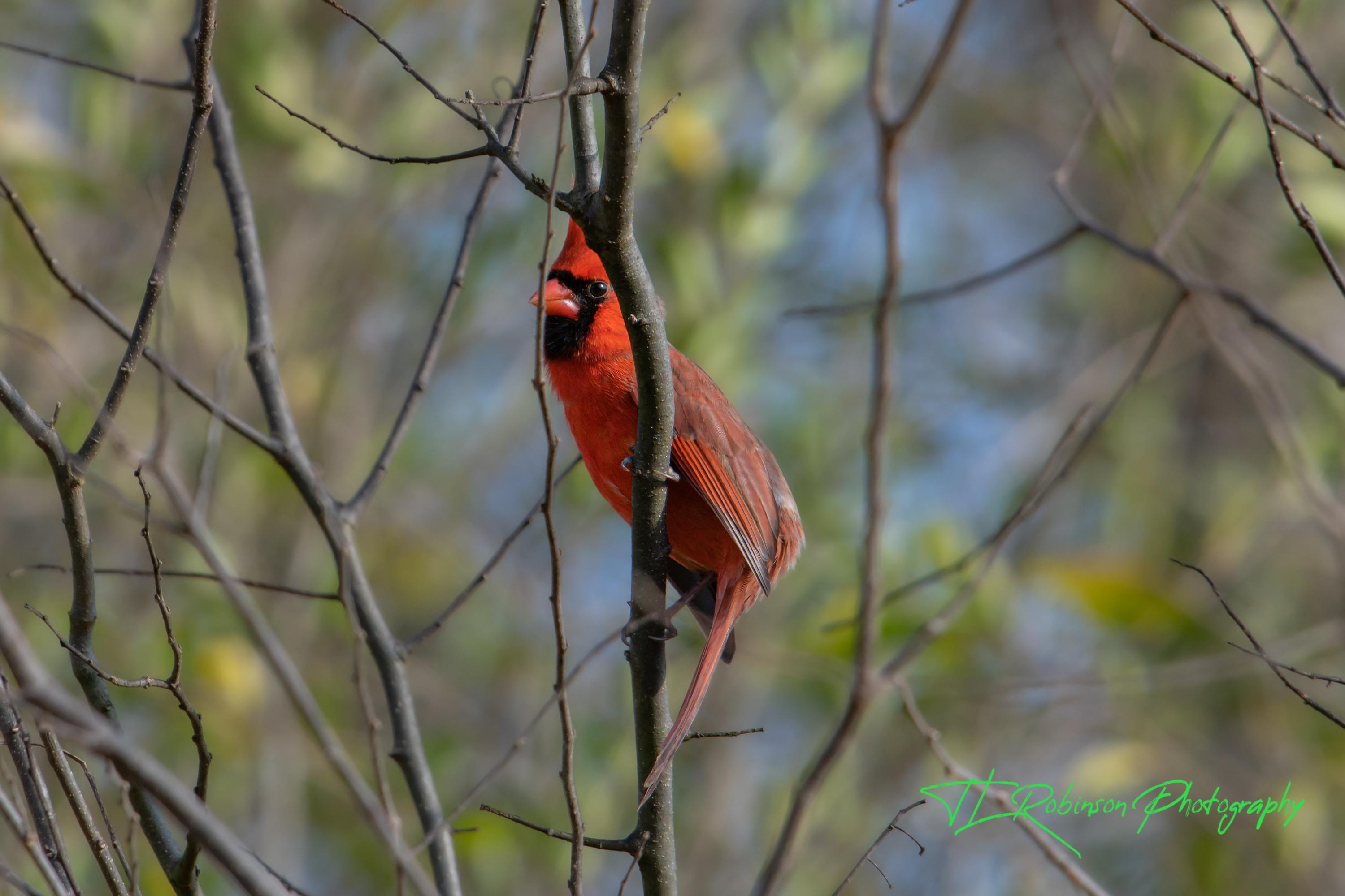 Cardinal - Dickson TN