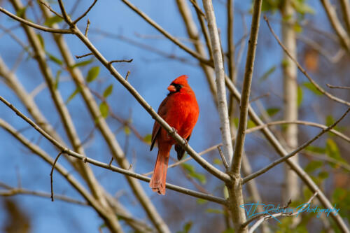 Cardinal - Dickson TN