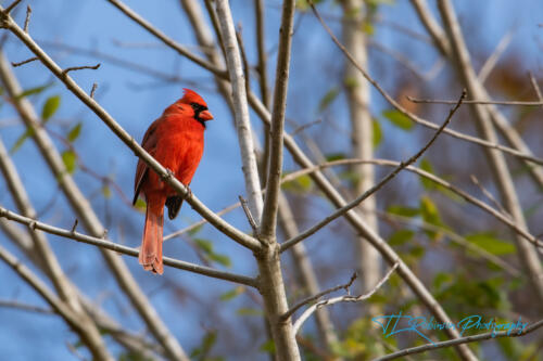 Cardinal - Dickson TN