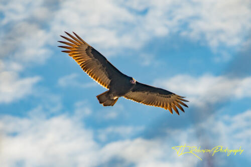 Turkey Vulture - Dickson TN