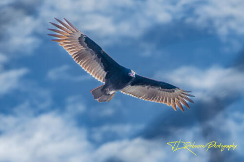 Turkey Vulture - Dickson TN