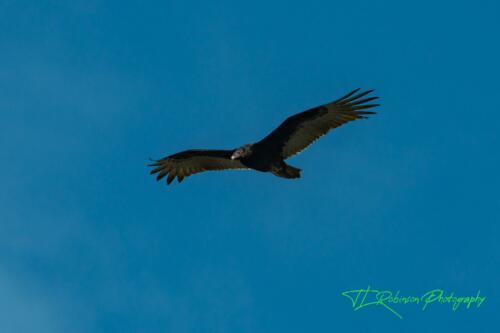 Turkey Vulture - Dickson TN