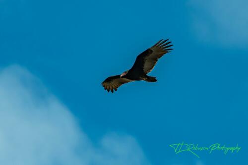 Turkey Vulture - Dickson TN