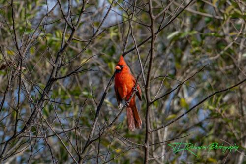 Cardinal - Dickson TN