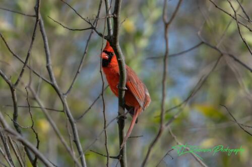 Cardinal - Dickson TN