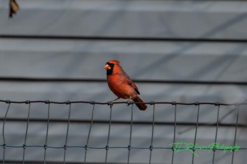 Cardinal - Dickson TN