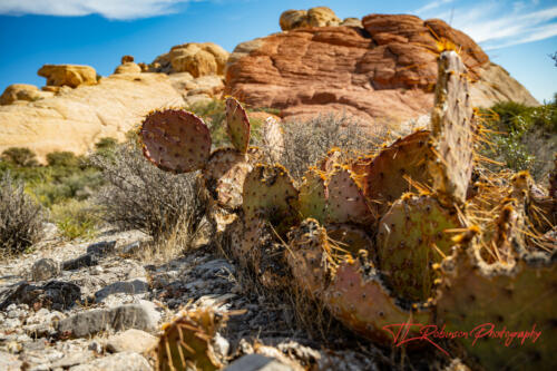 Red Rock Canyon, Nevada, Nov 2021