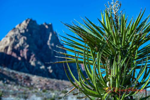 Red Rock Canyon, Nevada, Nov 2021