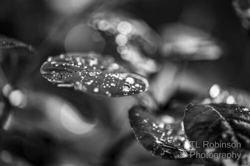 Raindrops on Smoke Leaves