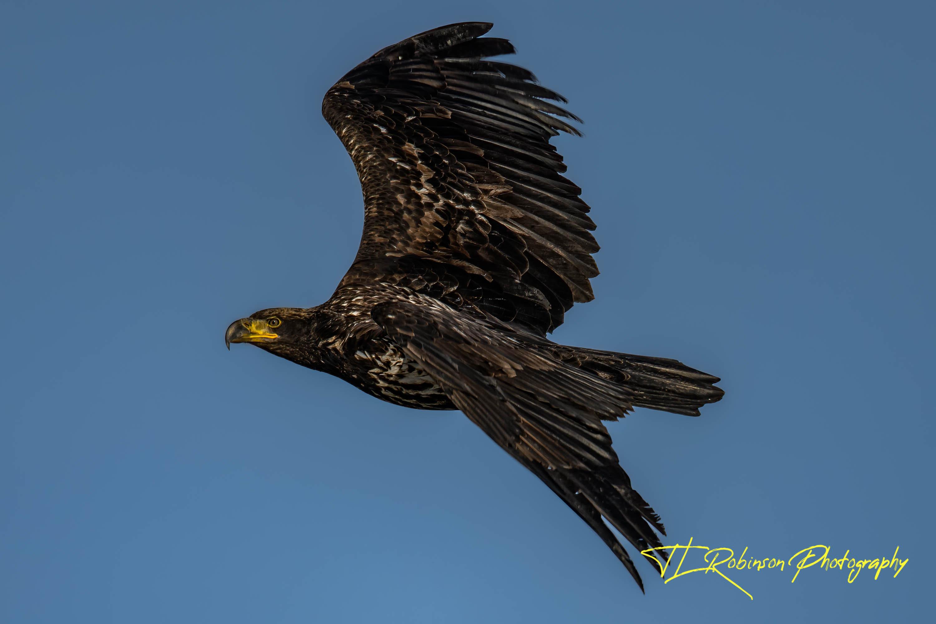 NZ91484-Edit