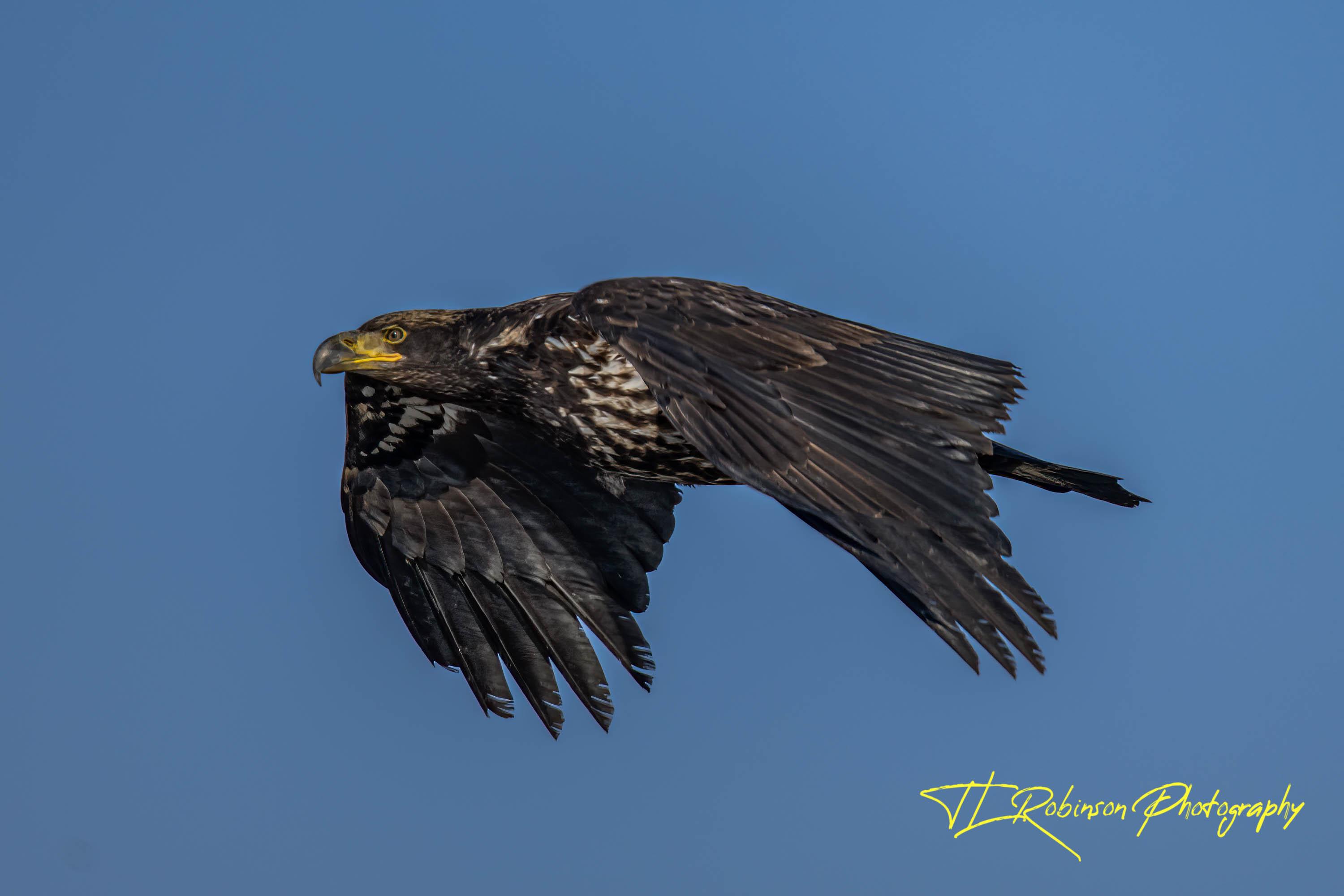 NZ91489-Edit