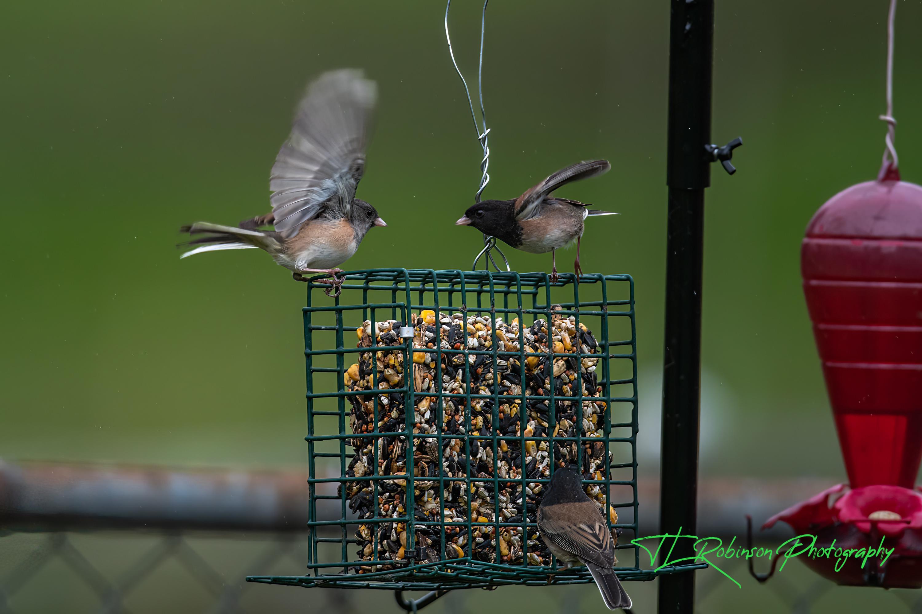 Little birds in the back yard....