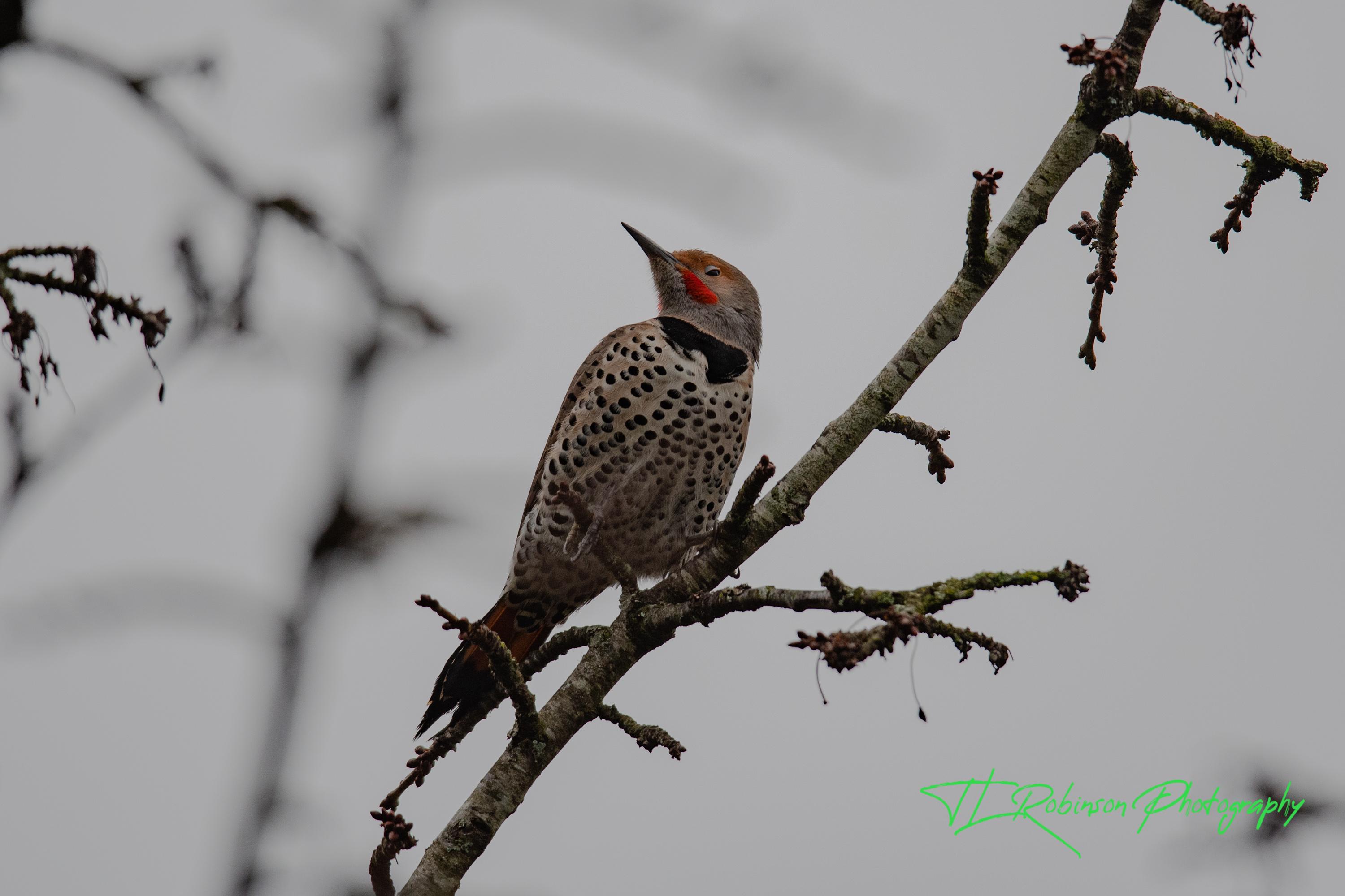 Northern Flicker....