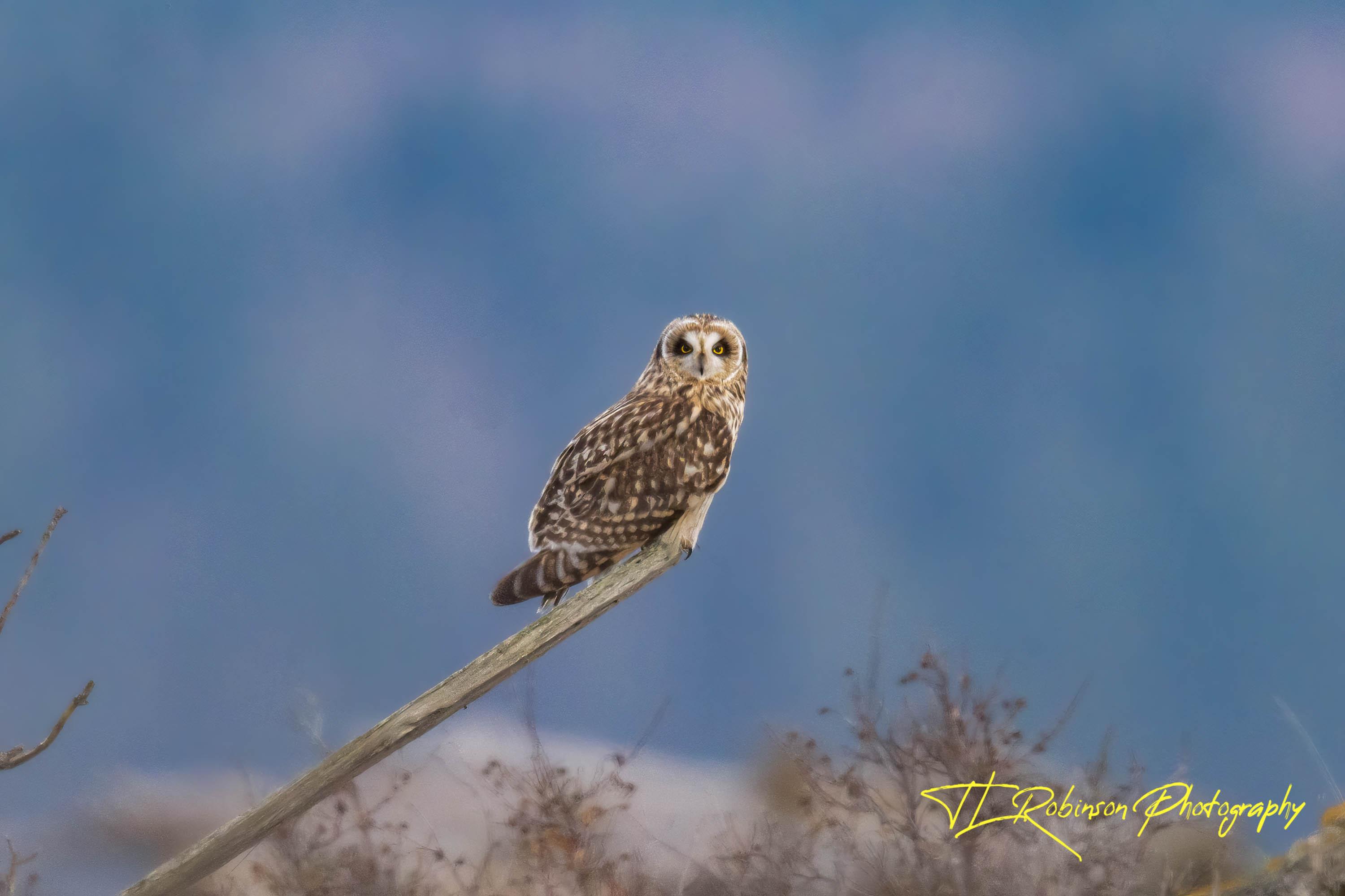 Short Eared Owl