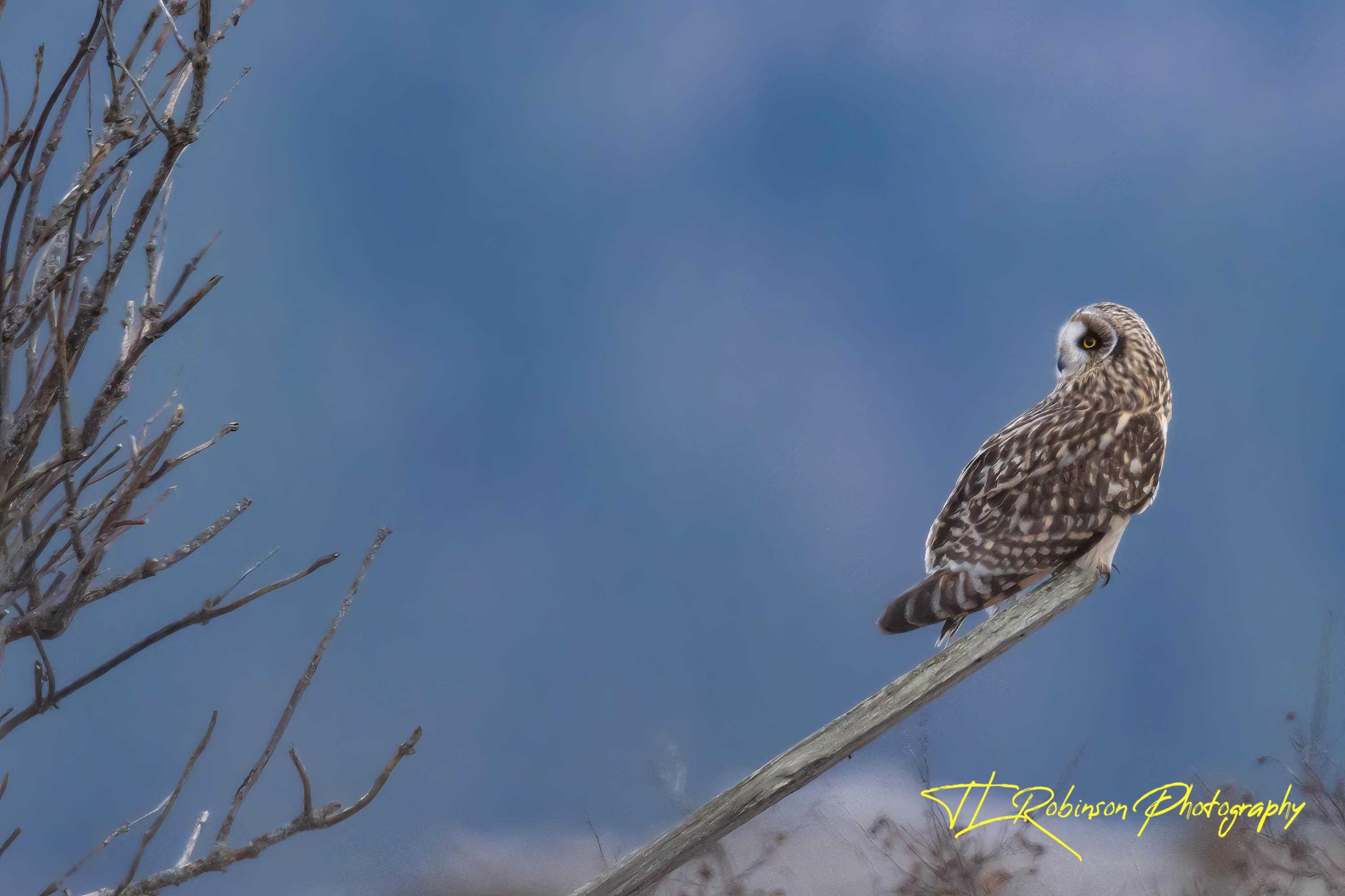 Short Eared Owl