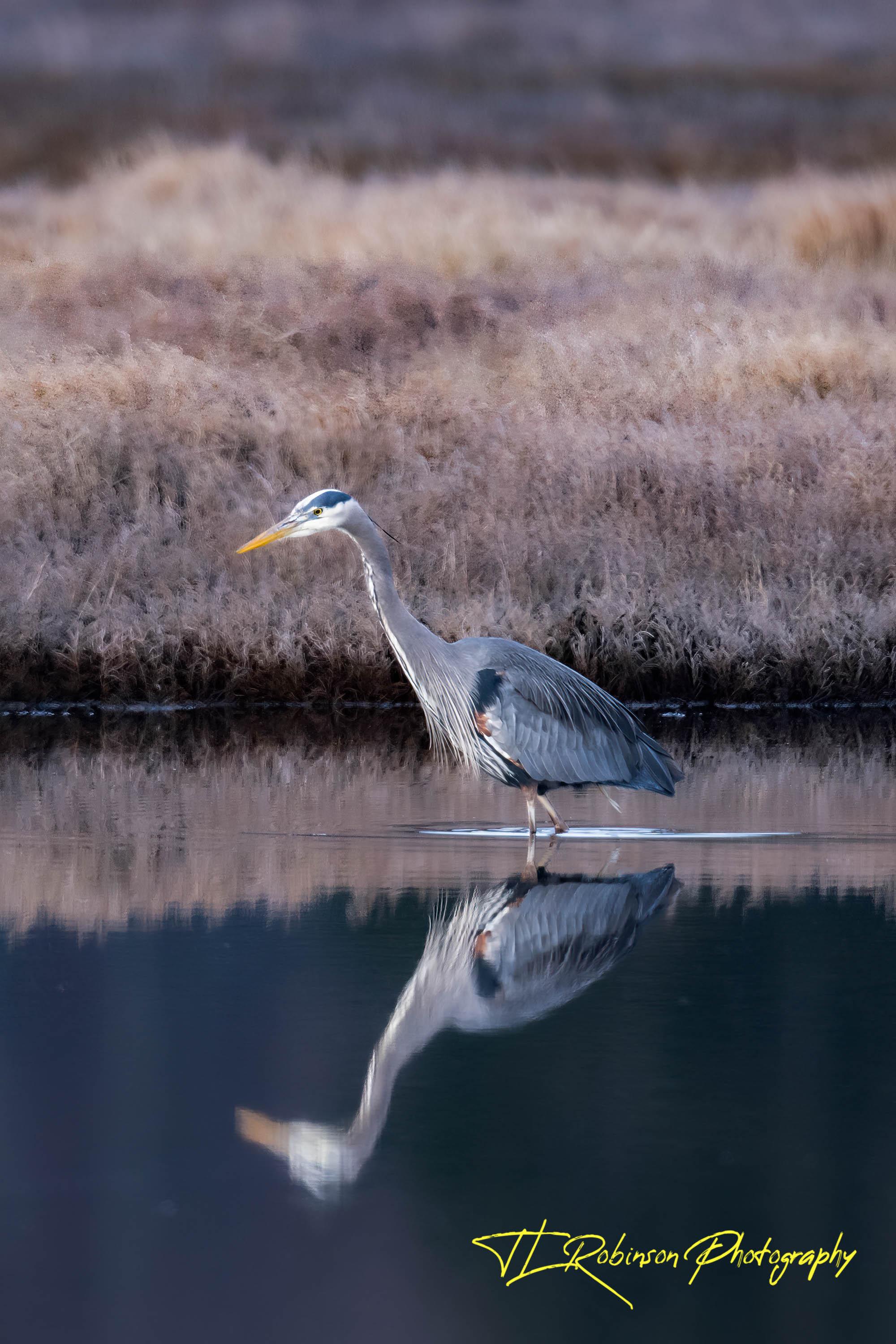 Reflective Heron