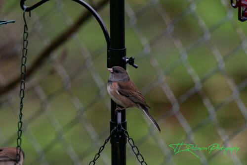 Little birds in the back yard....