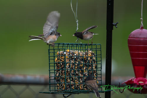 Little birds in the back yard....