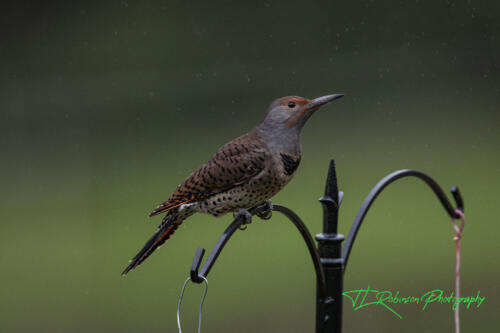 Northern Flicker....