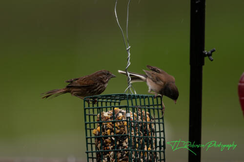 Little birds in the back yard....