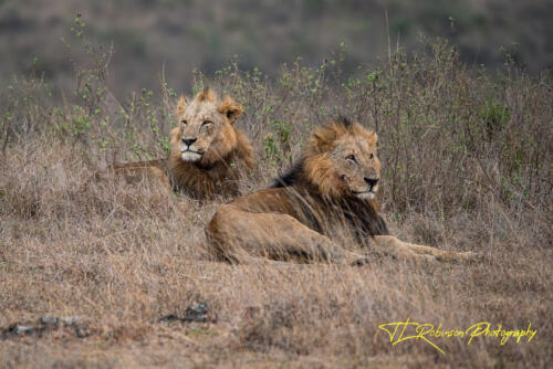 Lions at Rest - Nairobi, Kenya
