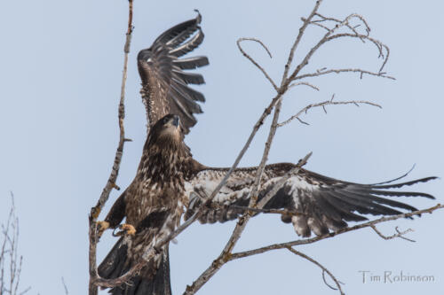 Wildlife - Birds