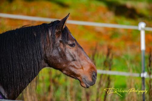 A Horse of Course!