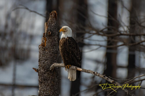 Bald Eagle - Twisp, WA 2020