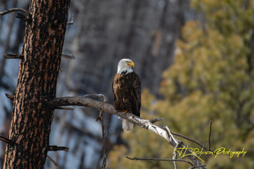 Bald Eagle - Twisp, WA 2020