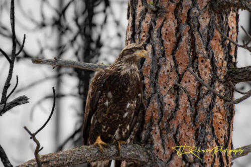 Juvenile Bald Eagle - Twisp, WA 2020