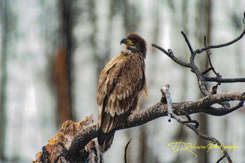 Juvenile Bald Eagle - Twisp, WA 2020