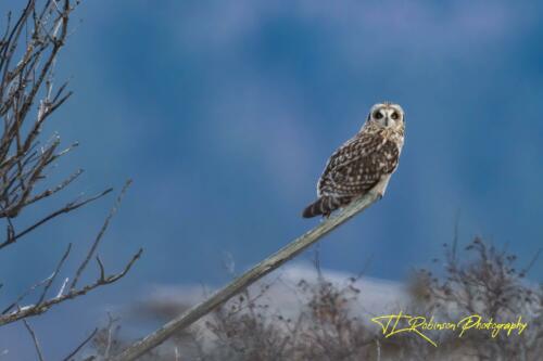 Short Eared Owl