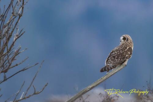 Short Eared Owl