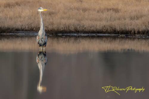 Reflective Heron