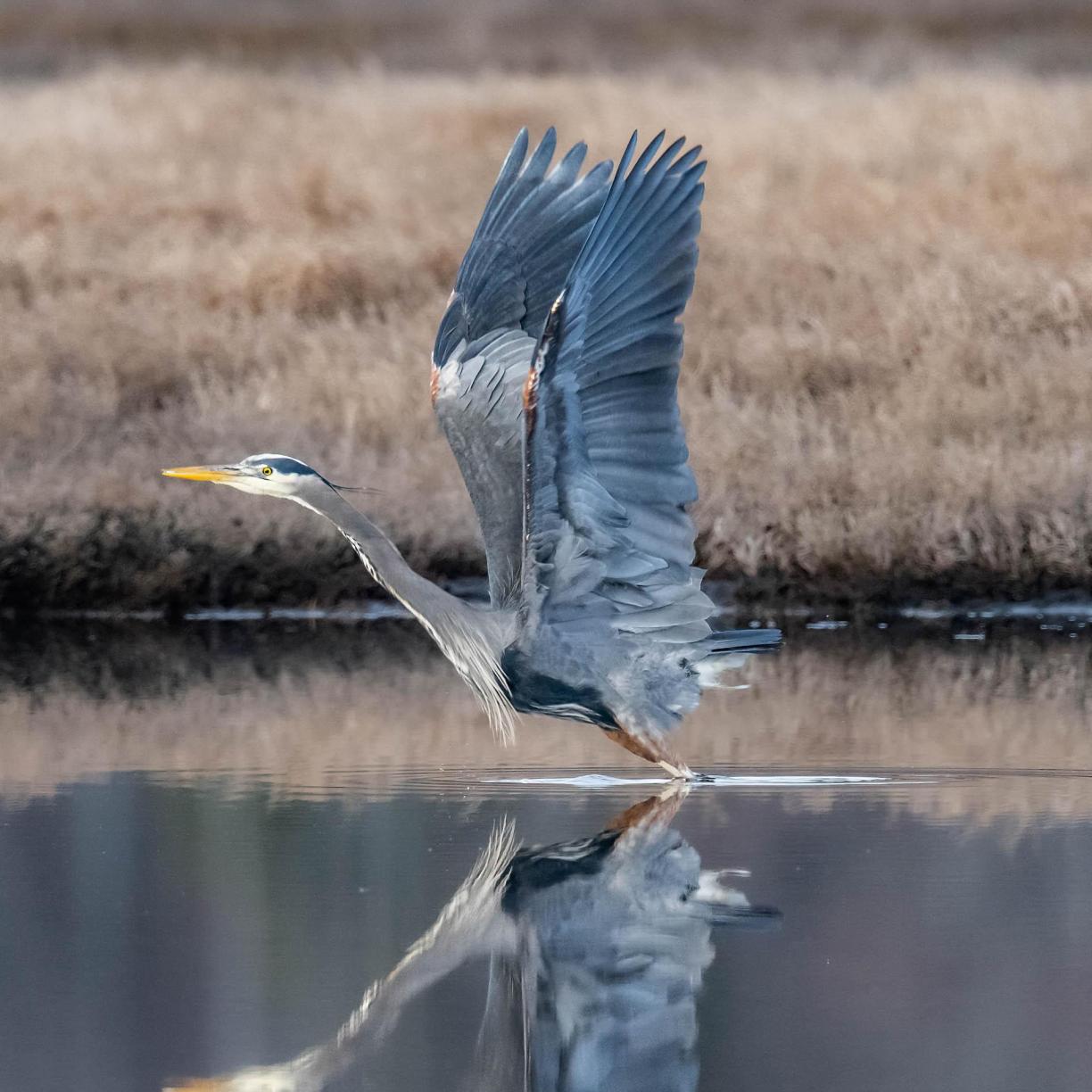 Reflective Heron