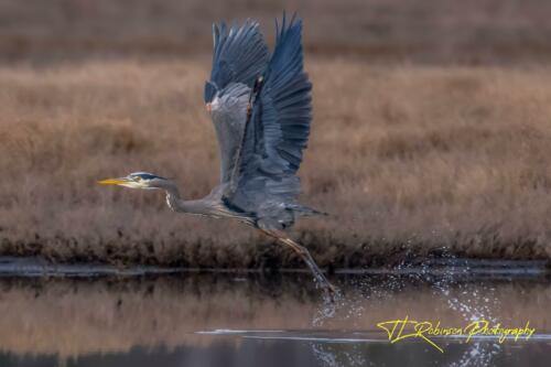 Reflective Heron