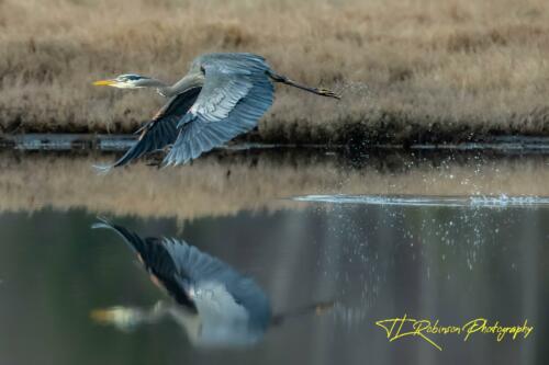 Reflective Heron