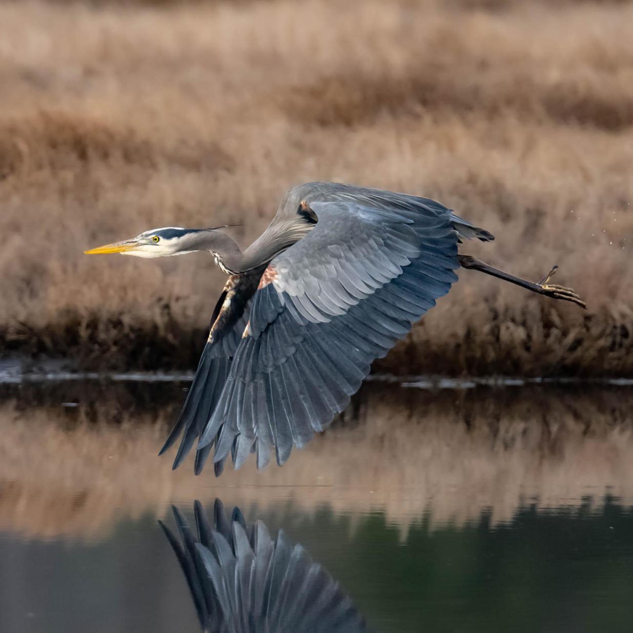 Reflective Heron