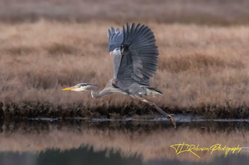 Reflective Heron