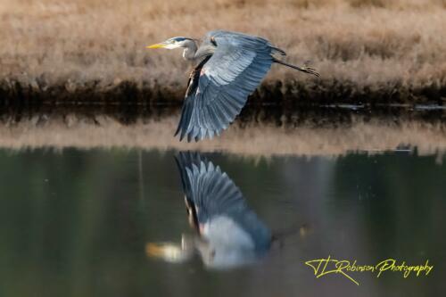 Reflective Heron