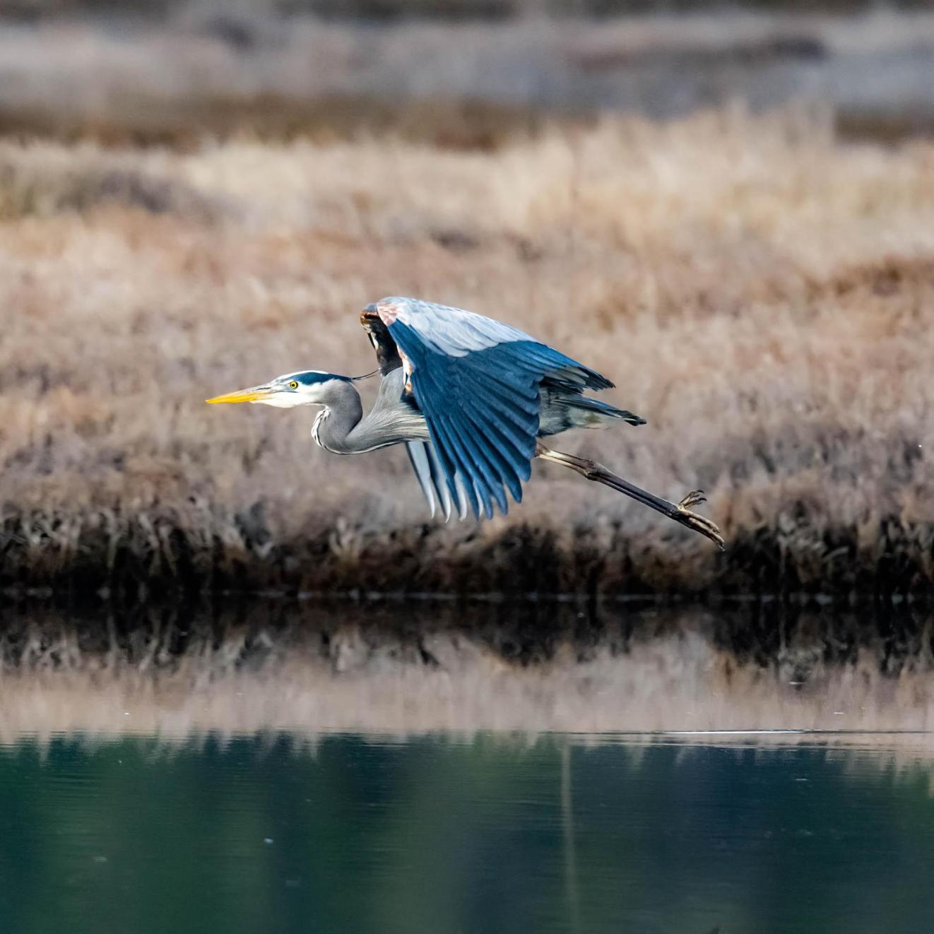 Reflective Heron