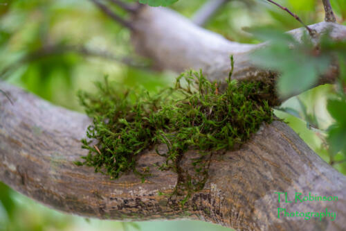 Cherry Tree Moss