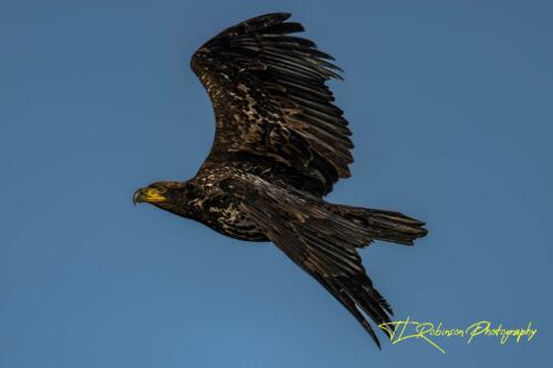 Juvenile in Flight