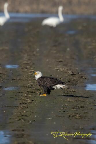 Eagle on the Ground