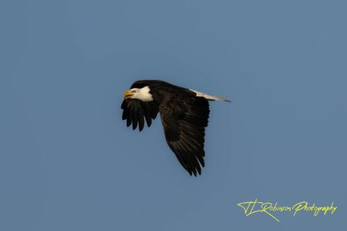 Eagle in Flight