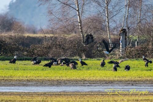 Eagle feeding Frenzy