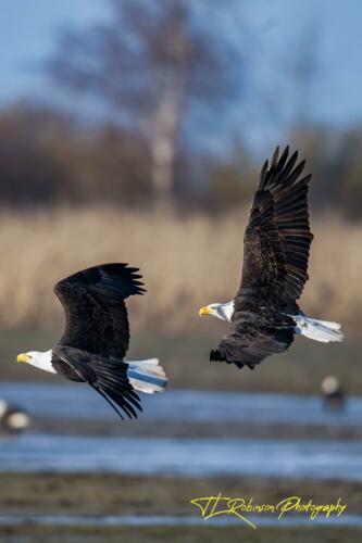 A pair of Eagles