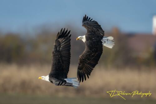 Synchronized Eagles in Flight