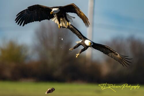 Feeding Frenzy