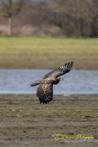 Juvenile in Flight